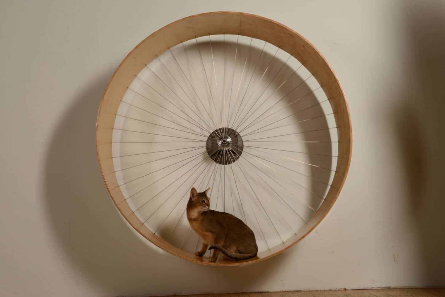 Holin Design The Cats Wall's Wheel NoveltyStreet