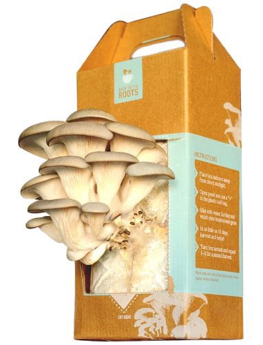 Back to the Roots Oyster Mushroom Kit DIY