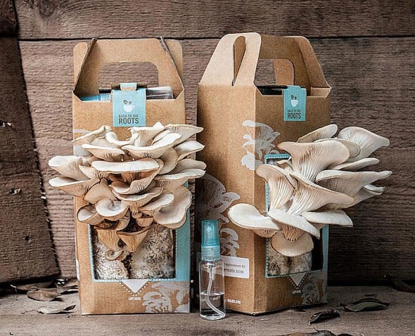 Back-to-the-Roots-Oyster-Mushroom-Kit-Grow-your-Own-Mini-Garden Back-to-the-Roots-Oyster-Mushroom-Kit-Grow-your-Own-Mini-Garden