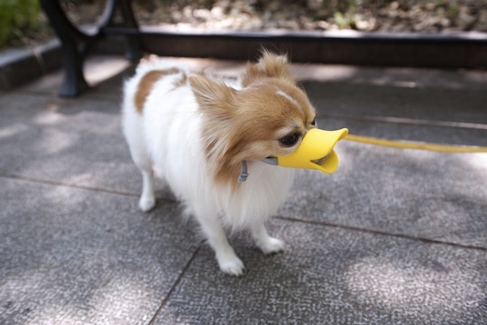 Duck Dog Muzzle  on the street
