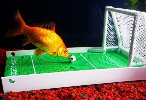 Fish Training Kit R2 Fish School Fish Training Kit R2 Fish School