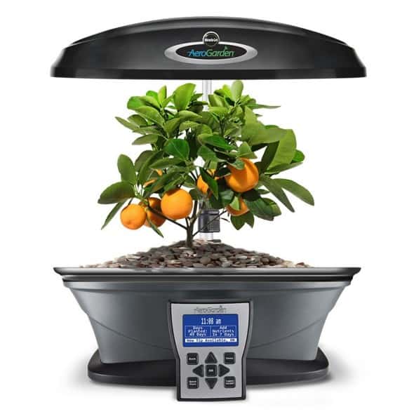 growbowl_fruit growbowl_fruit