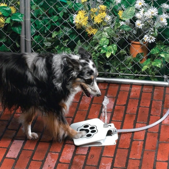 Doggie Fountain Dog Water Fountain Collie Doggie Fountain Dog Water Fountain Collie