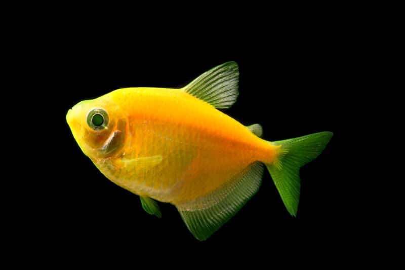 Glowing Fluorescent Fish Sunburst Orange