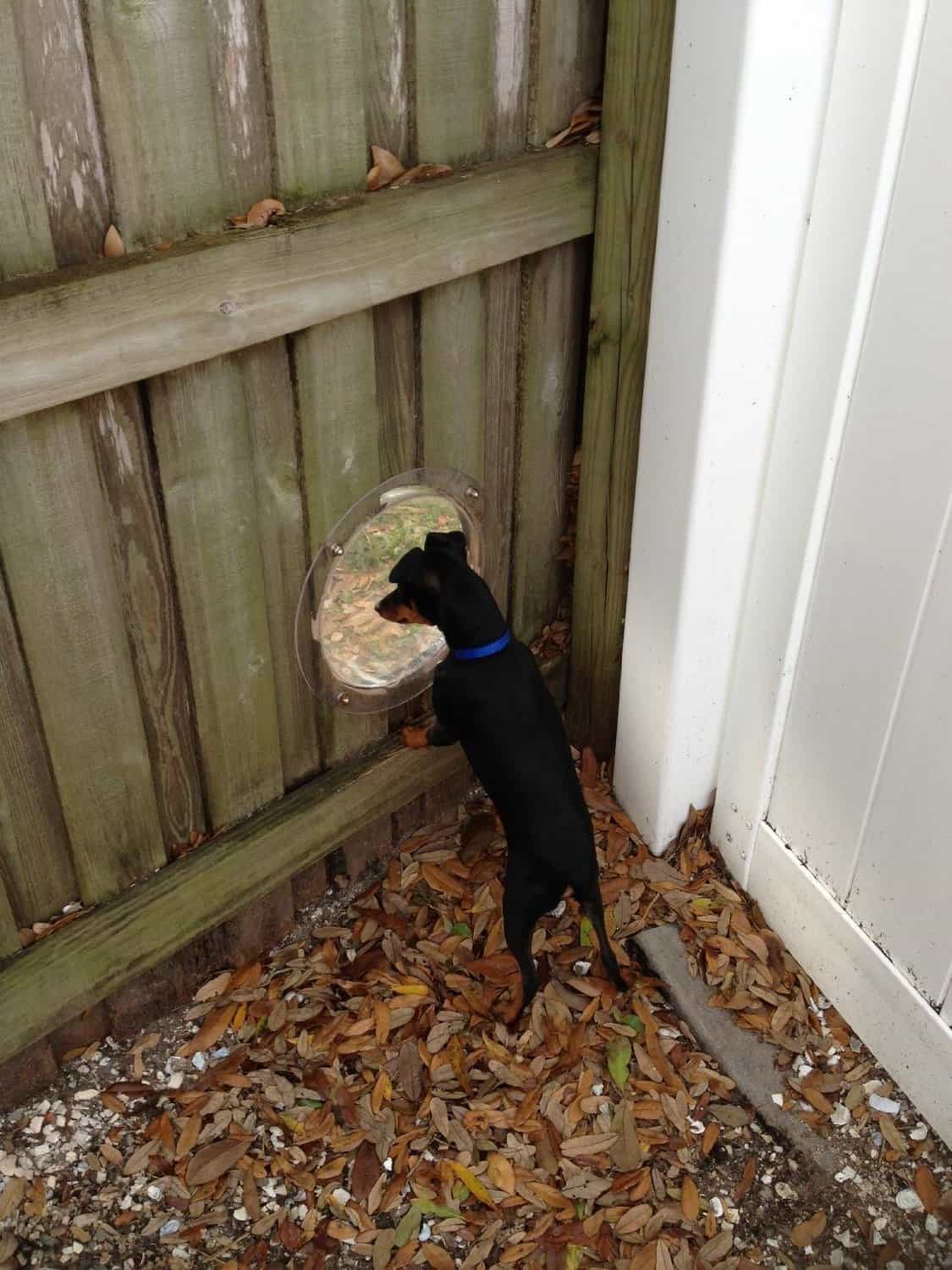 PetPeek Fence Window for Pets Black Dog