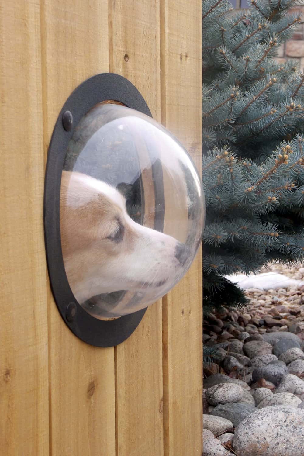 PetPeek Fence Window for Pets Curious Dog