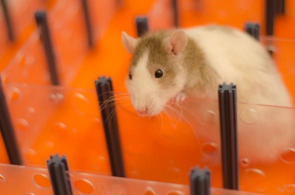 Rat Maze Hamster Playing on Labyrinth Rat Maze Hamster Playing on Labyrinth