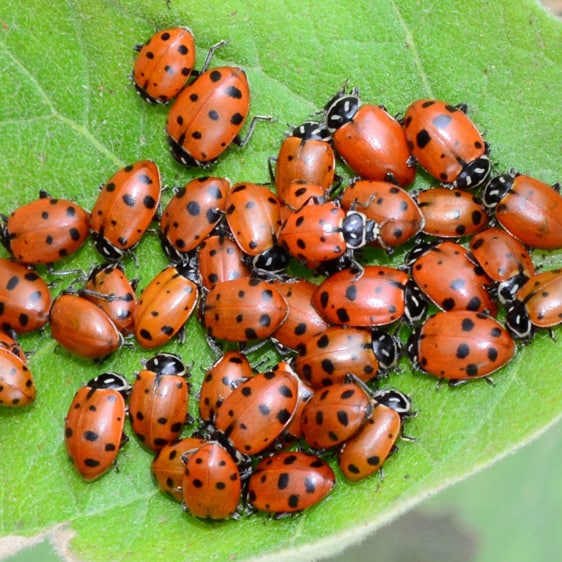 Live Ladybug Organic Garden Pest Control Solution