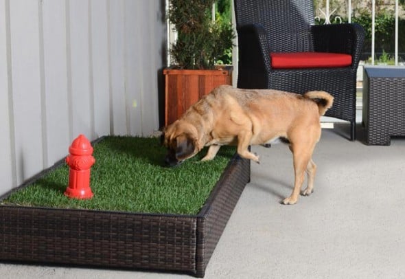 Porch Potty Premium Dog Grassy Litter Box Automatic Sprinklers with Red Fire Hydrant Dog Sniffing Porch Potty Premium Dog Grassy Litter Box Automatic Sprinklers with Red Fire Hydrant Dog Sniffing