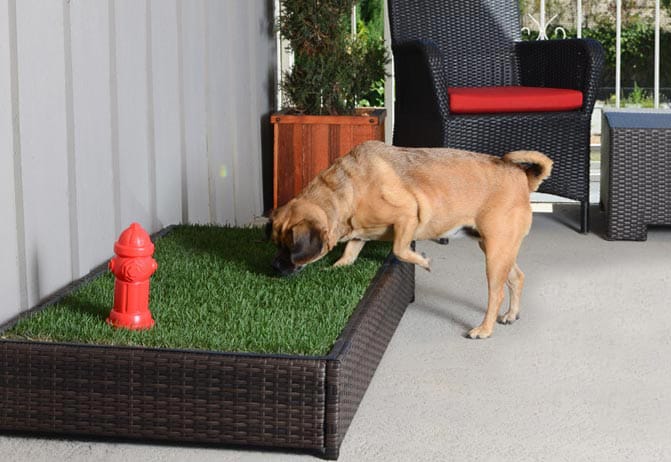 Porch Potty Premium Dog Grassy Litter Box Automatic Sprinklers with Red Fire Hydrant Dog Sniffing