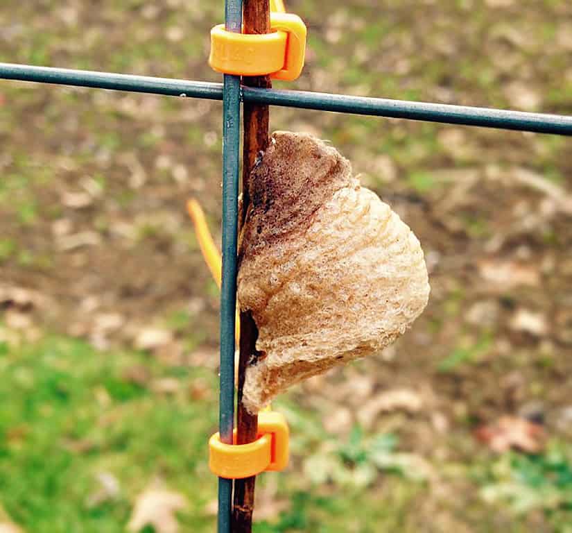 Praying Mantis Egg Case Garden Insect Buy Natural Insecticide