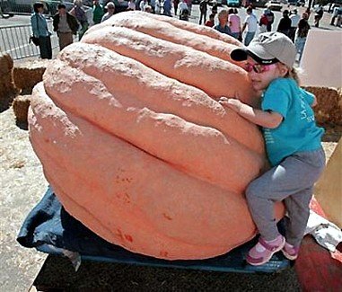 Pumpkin Dills Atlantic Giant Seeds  as Big as a Kid
