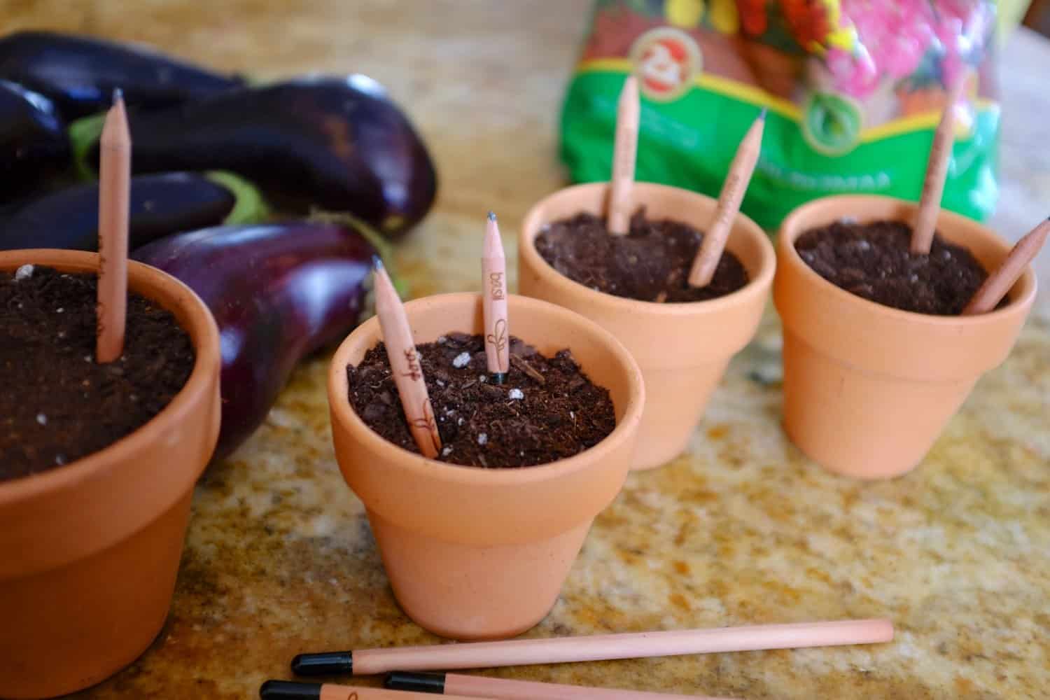 Sprout Pencil Herb Flower Vegetable Pack Pencils on Clay Pots
