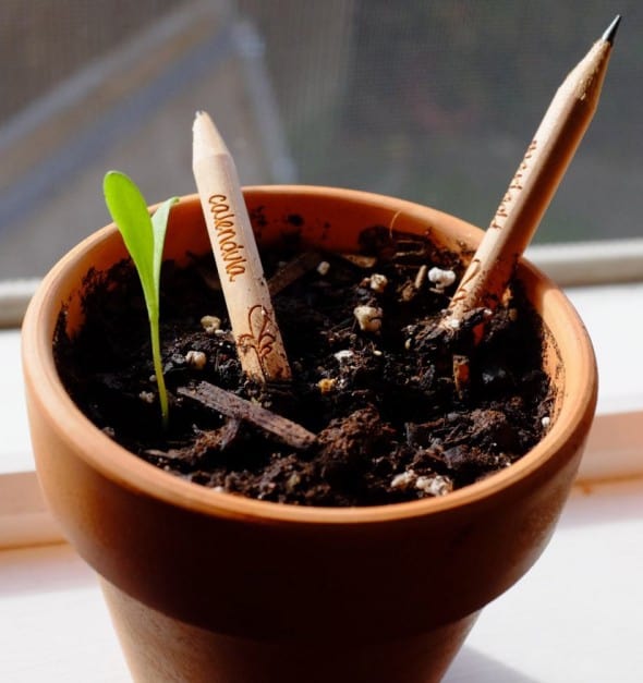 Sprout Pencil Herb Flower Vegetable Pack Planted Pencil Butt on Clay Pot Green Product Sprout Pencil Herb Flower Vegetable Pack Planted Pencil Butt on Clay Pot Green Product