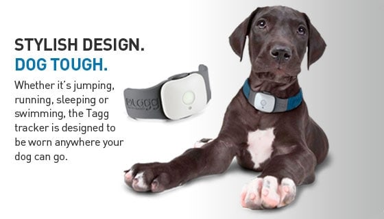 Tagg Dog & Cat Pet Tracker Stylish Design Poster Promo