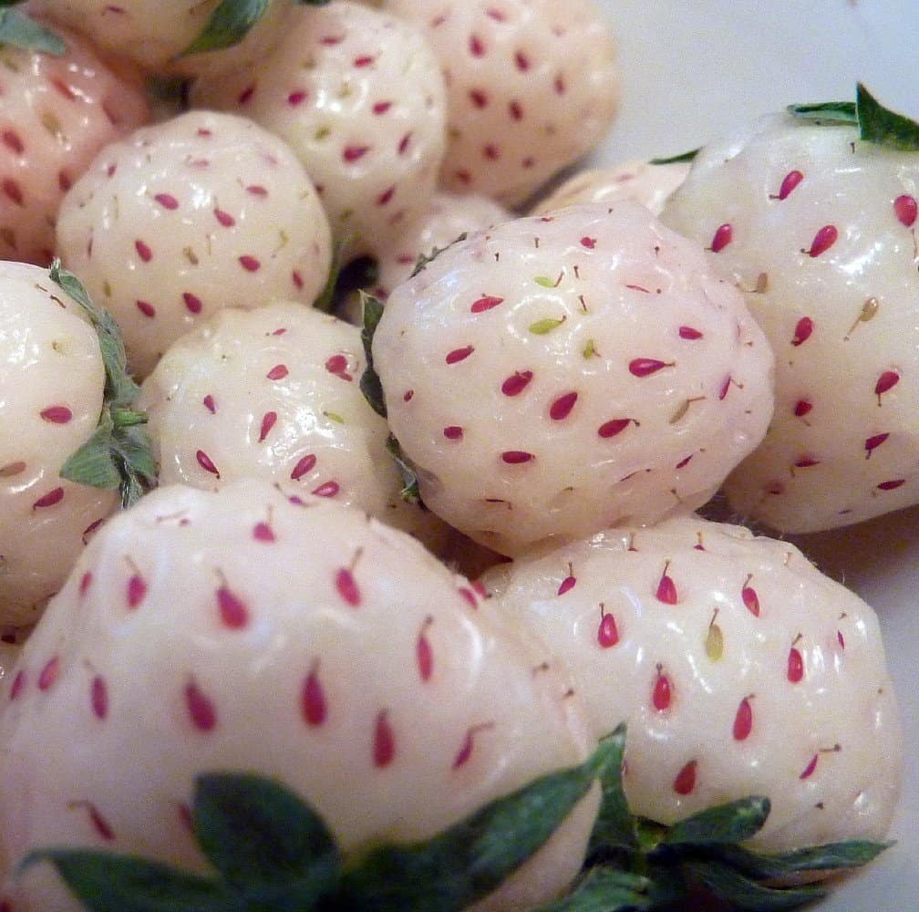 White Carolina Pineberry Plants (White Strawberry) Pineapple Taste