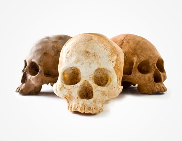 Chocolate Skulls Tasty Haloween Treat Chocolate Skulls Tasty Haloween Treat