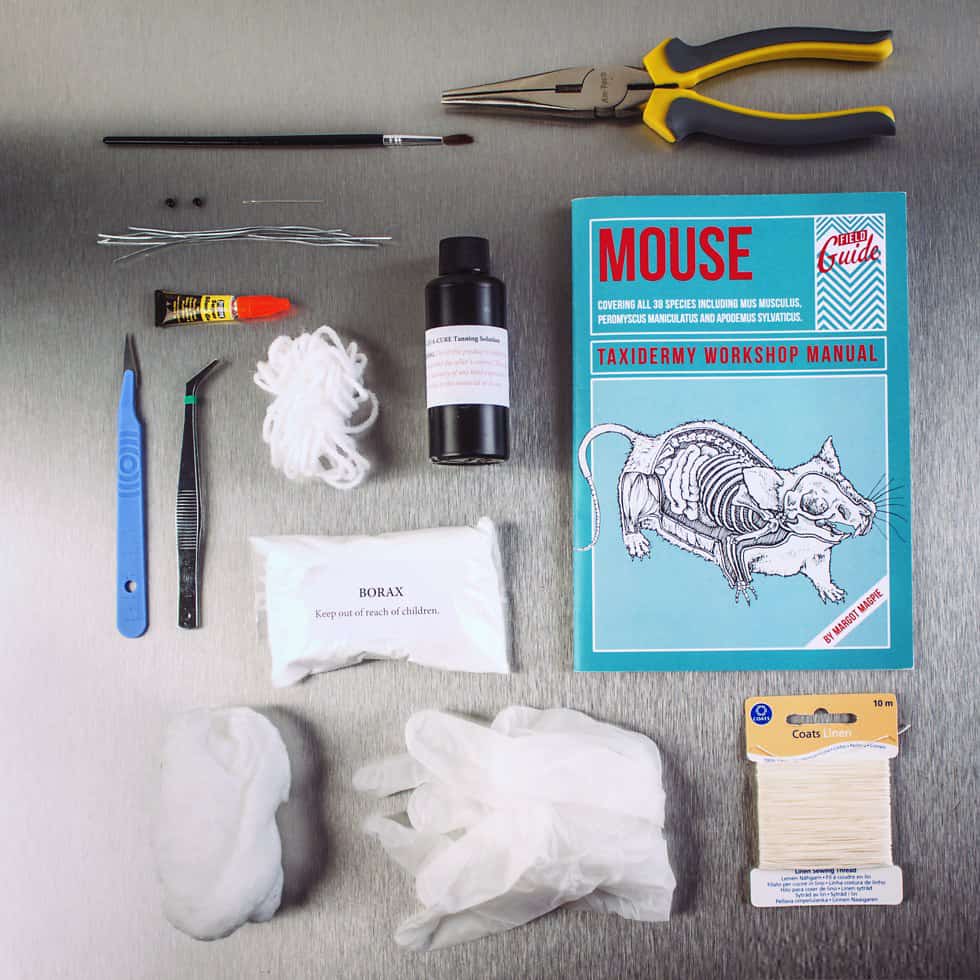 Mouse Taxidermy Kit Creepy and Cool Hobby