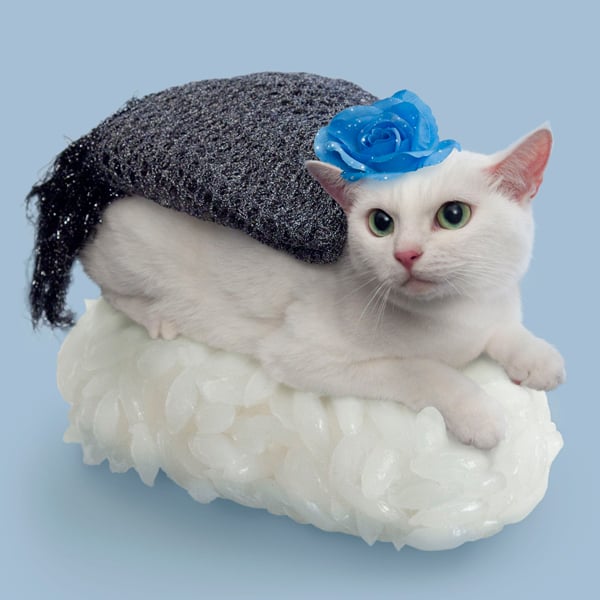 Sushi Cats by TandNPeanuts Salmon and Blue Ribbon Cats in Japan