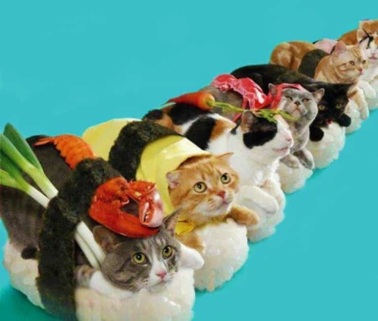 Sushi Cats by TandNPeanuts Weird Stuff to Buy