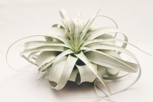Hinterland Trading Air Plant Tillandsia Xerographica Beautiful Flower to Buy Her Hinterland Trading Air Plant Tillandsia Xerographica Beautiful Flower to Buy Her
