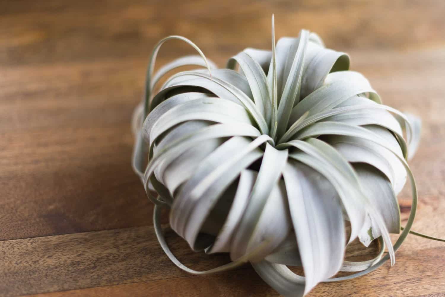 Hinterland Trading Air Plant Tillandsia Xerographica Exotic Flower to Buy