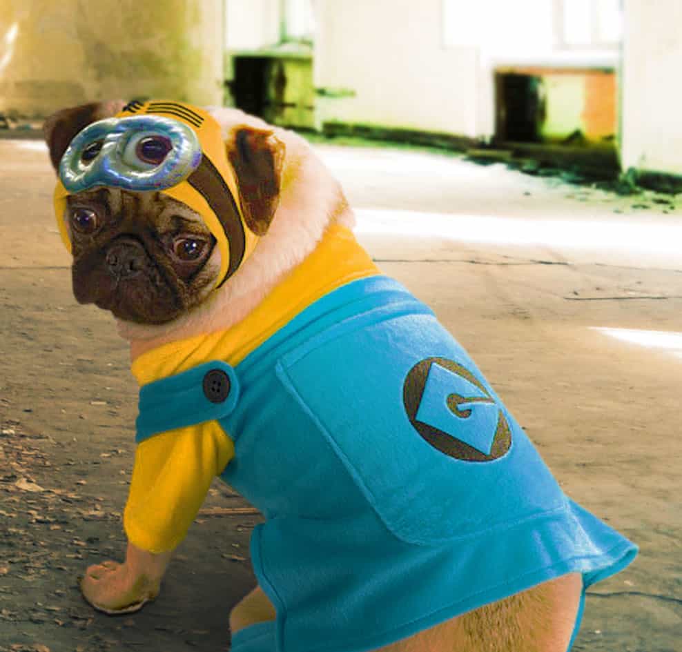 Rubies-Costume-Despicable-Me-Minion-Printed-Pet-Cute-Costume-for-Cosplay-and-Halloween