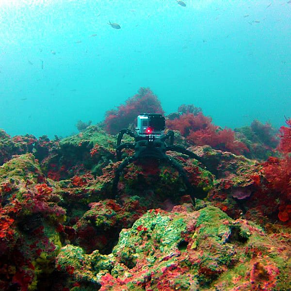 Lehtal Protection Life-Phorm Underwater Camera Accessory