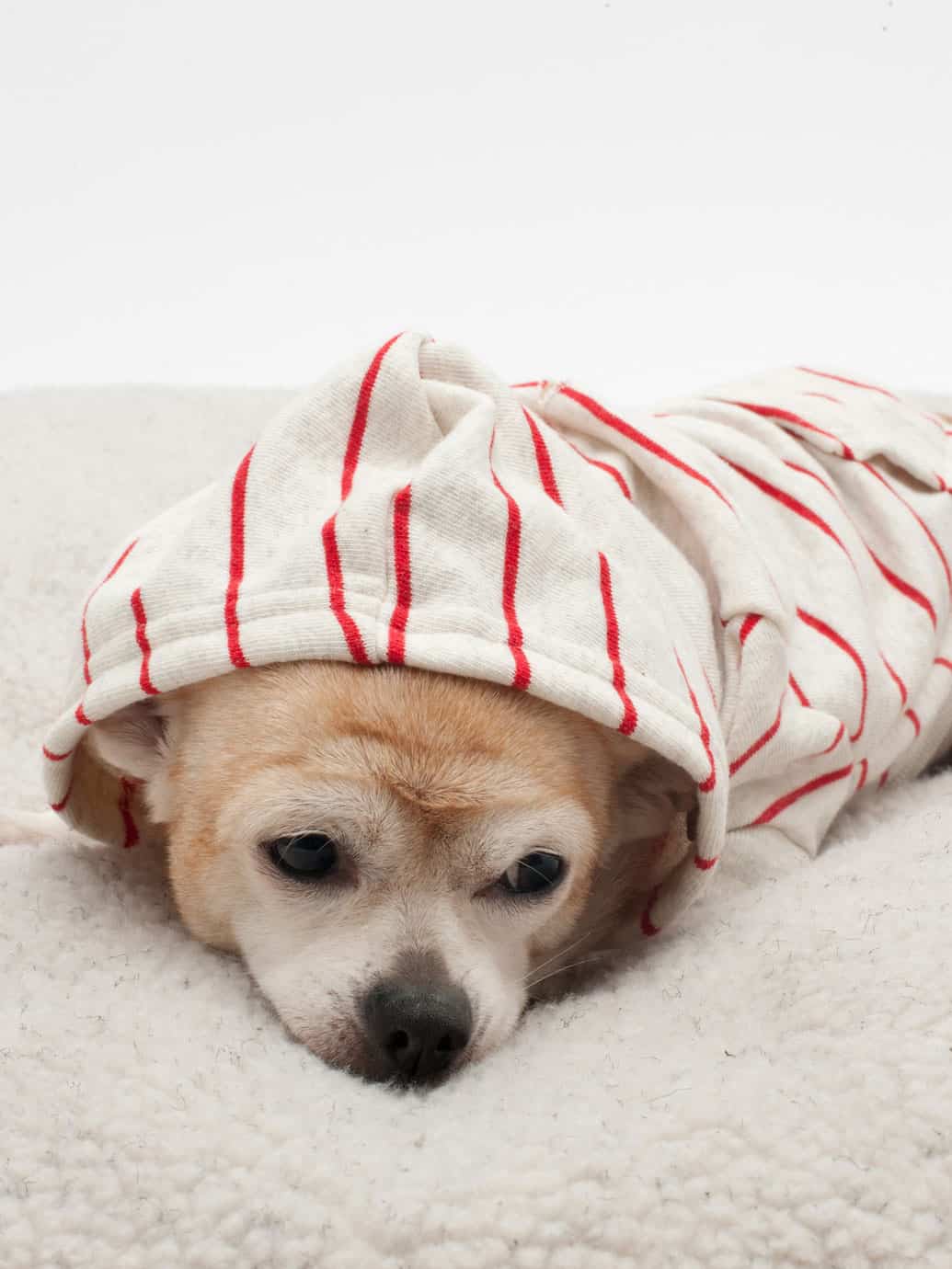 American Apparel Striped Flex Fleece Dog Zip Hoodie Buy Pet Clothes