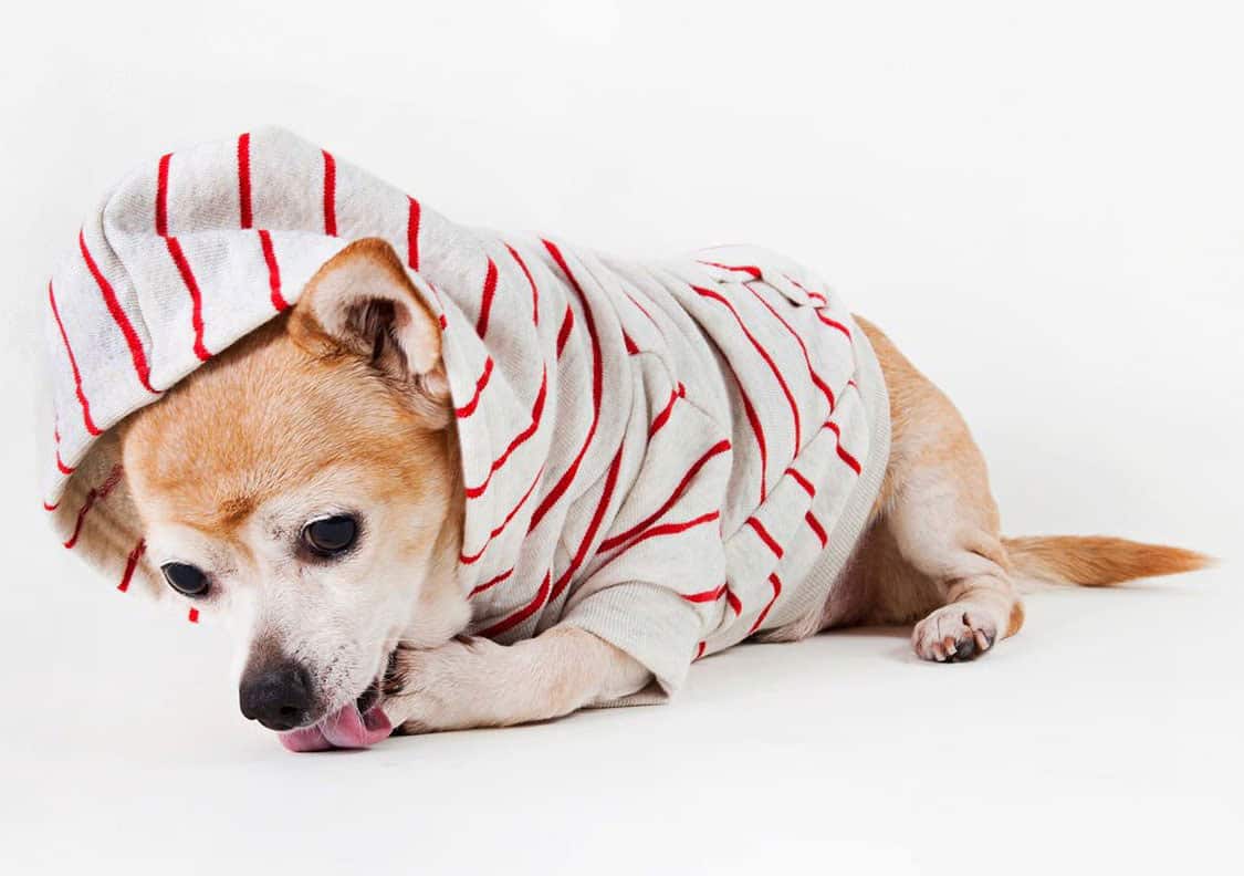 American Apparel Striped Flex Fleece Dog Zip Hoodie Cute Stuff to Buy