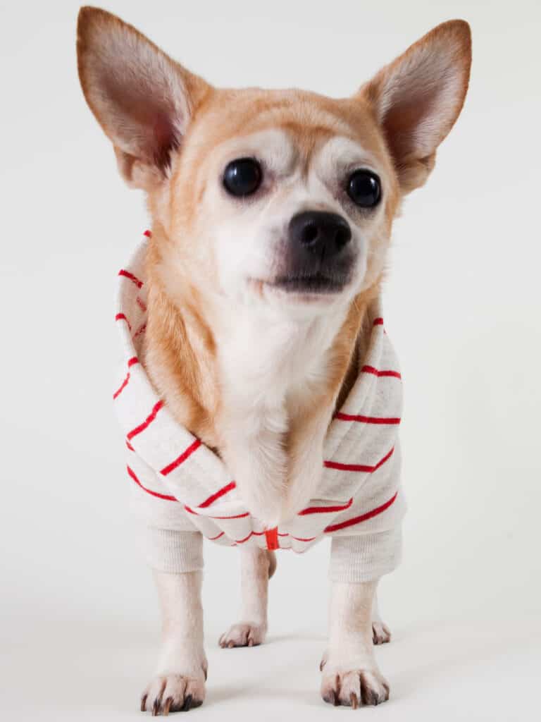 American Apparel Striped Flex Fleece Dog Zip Hoodie Fashionable Pet Gift Idea