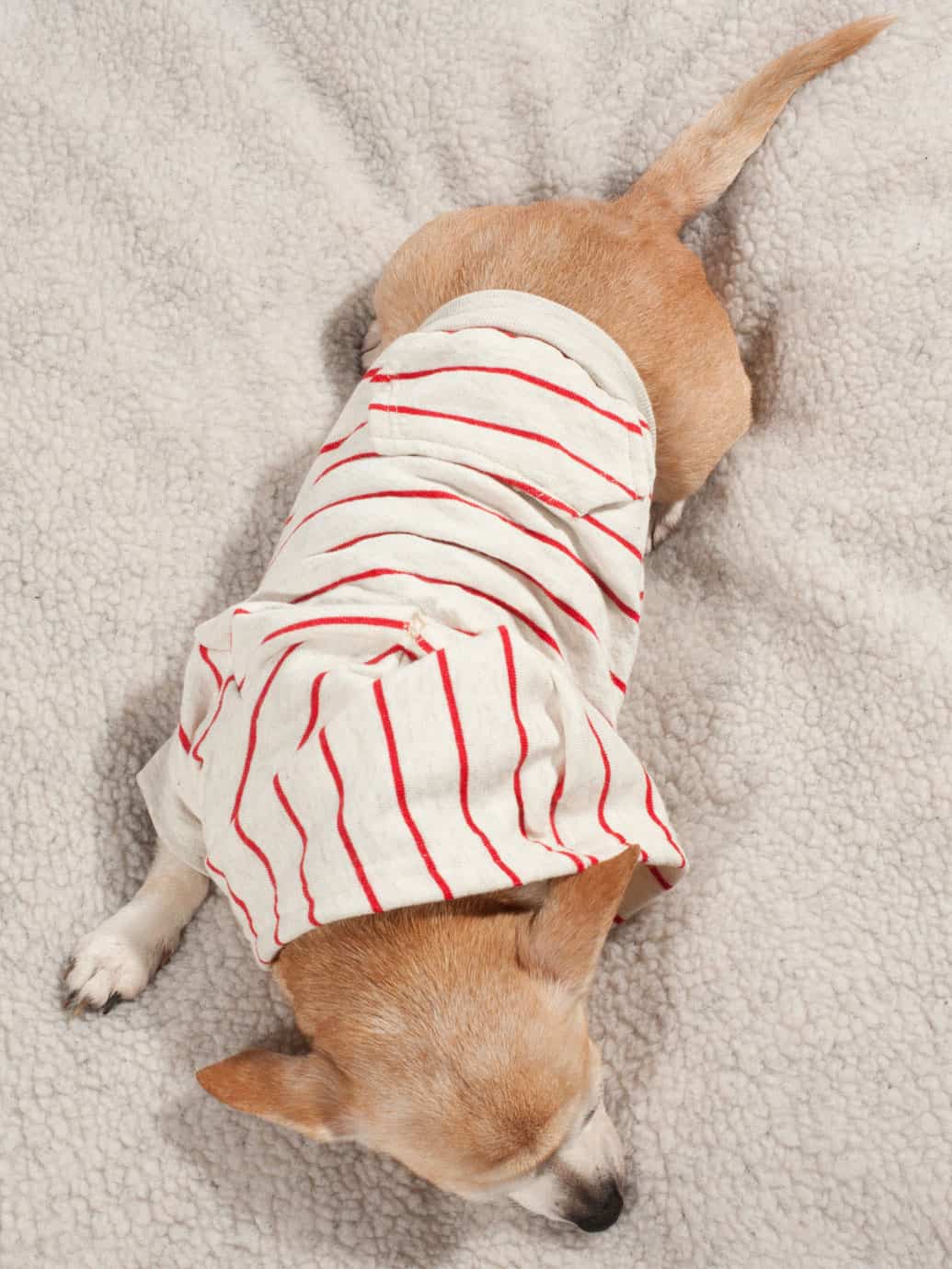 American Apparel Striped Flex Fleece Dog Zip Hoodie Sleeping on Bed