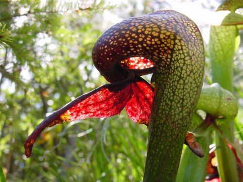 Cobra Lily Carnivorous Plant Cool House Warming Gift Idea