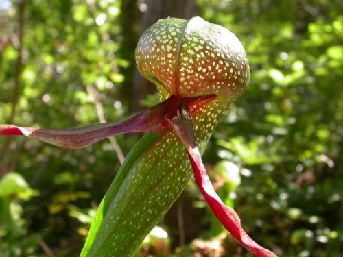Cobra Lily Carnivorous Plant Exotic Gift Idea