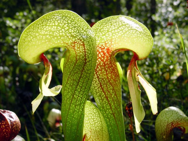 Cobra Lily Carnivorous Plant Exotic Plant to Buy