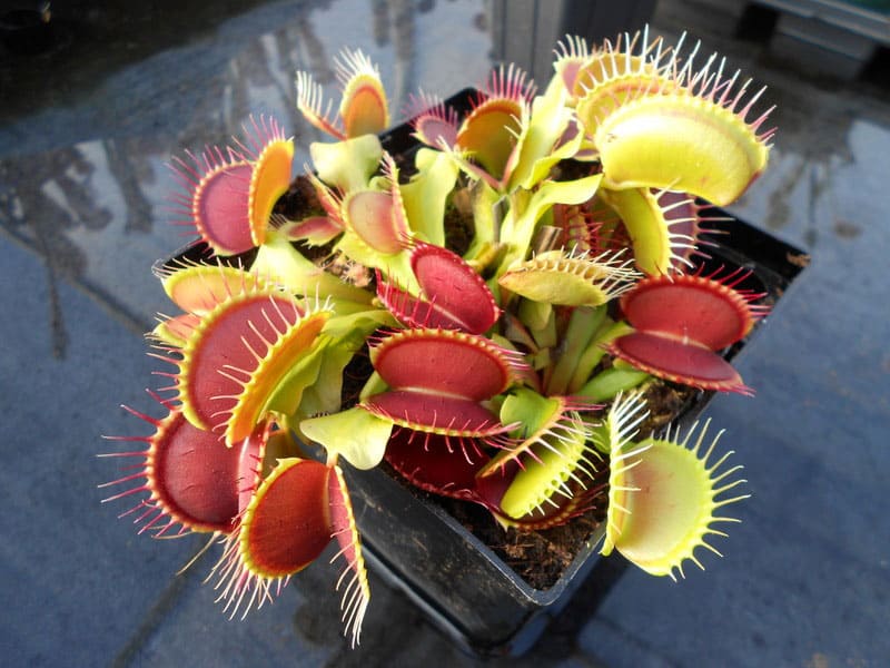 Venus-Flytrap-Carnivorous-Plant-Cool-Gift-Idea-for-Kids