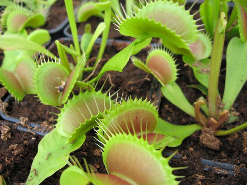 Venus-Flytrap-Carnivorous-Plant-Unique-Gift-Idea