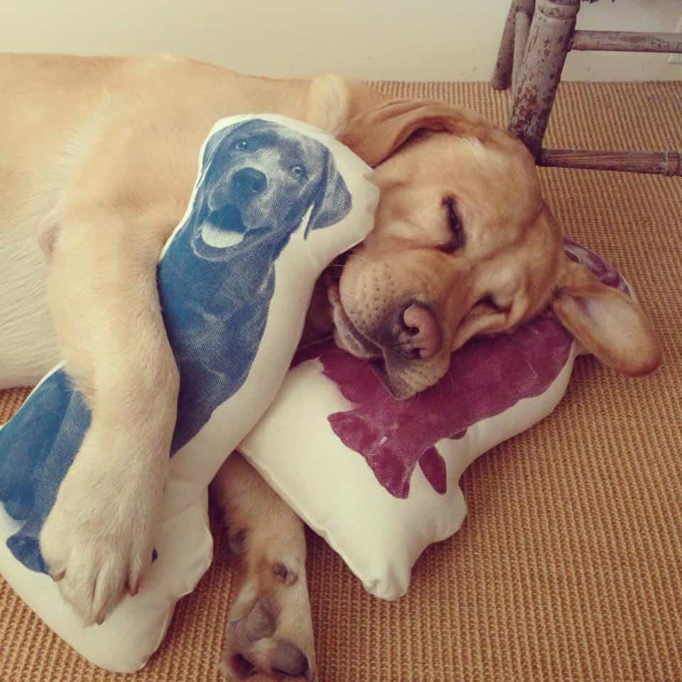 Areaware Fauna Cushion Labrador Buy Gift for Dog Lover
