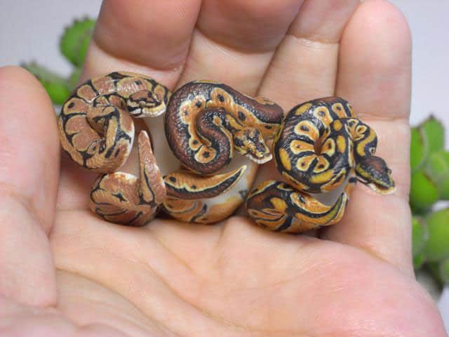 Count Blue Ball Python Ring Realistic Design