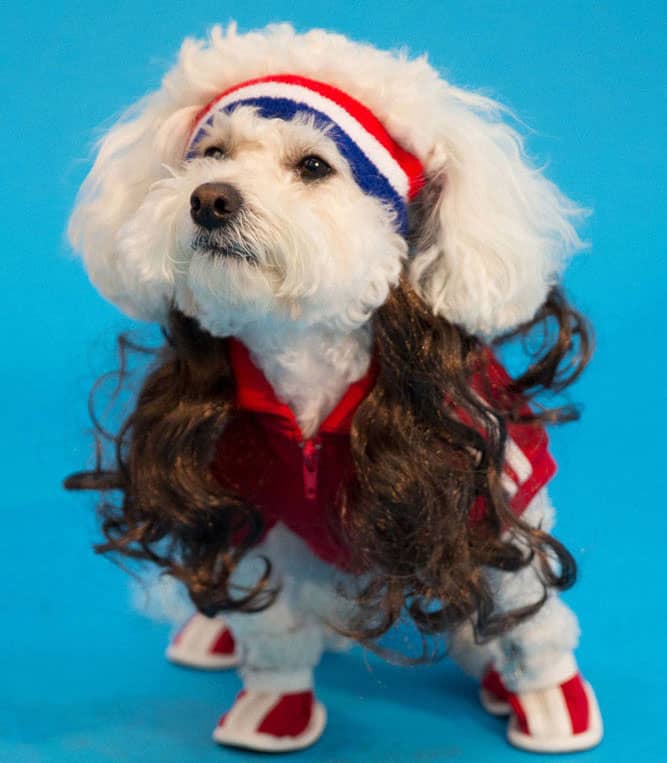 Mullet On The Go The All American Funny Pet Gift Idea to Buy