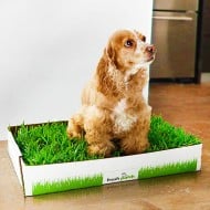 hotdoll for dogs