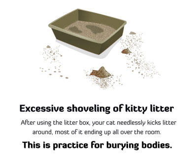 How to Tell If Your Cat Is Plotting to Kill You Messy Litter Box