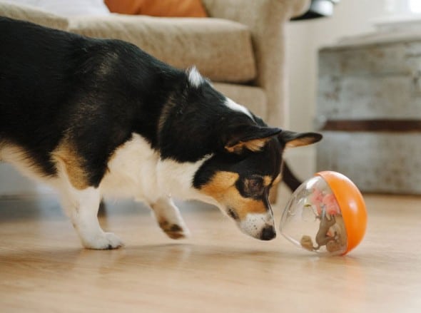 PLAY Wobble Ball Increase Dog Intelligence PLAY Wobble Ball Increase Dog Intelligence