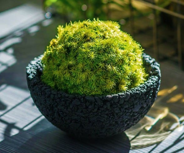 Eco Pochi Kokedama Moss Ball Pot Japanese Horticulture Eco Pochi Kokedama Moss Ball Pot Japanese Horticulture