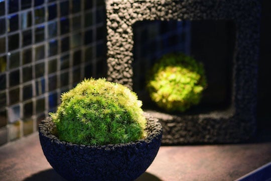 Eco Pochi Kokedama Moss Ball Pot Minimalist Garden