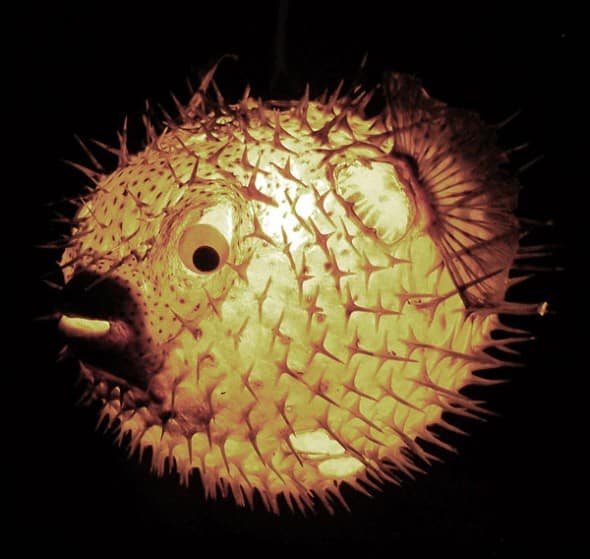 Evas Feathers Hanging Puffer Fish Night Light Cool Kids Room Decoration Evas Feathers Hanging Puffer Fish Night Light Cool Kids Room Decoration