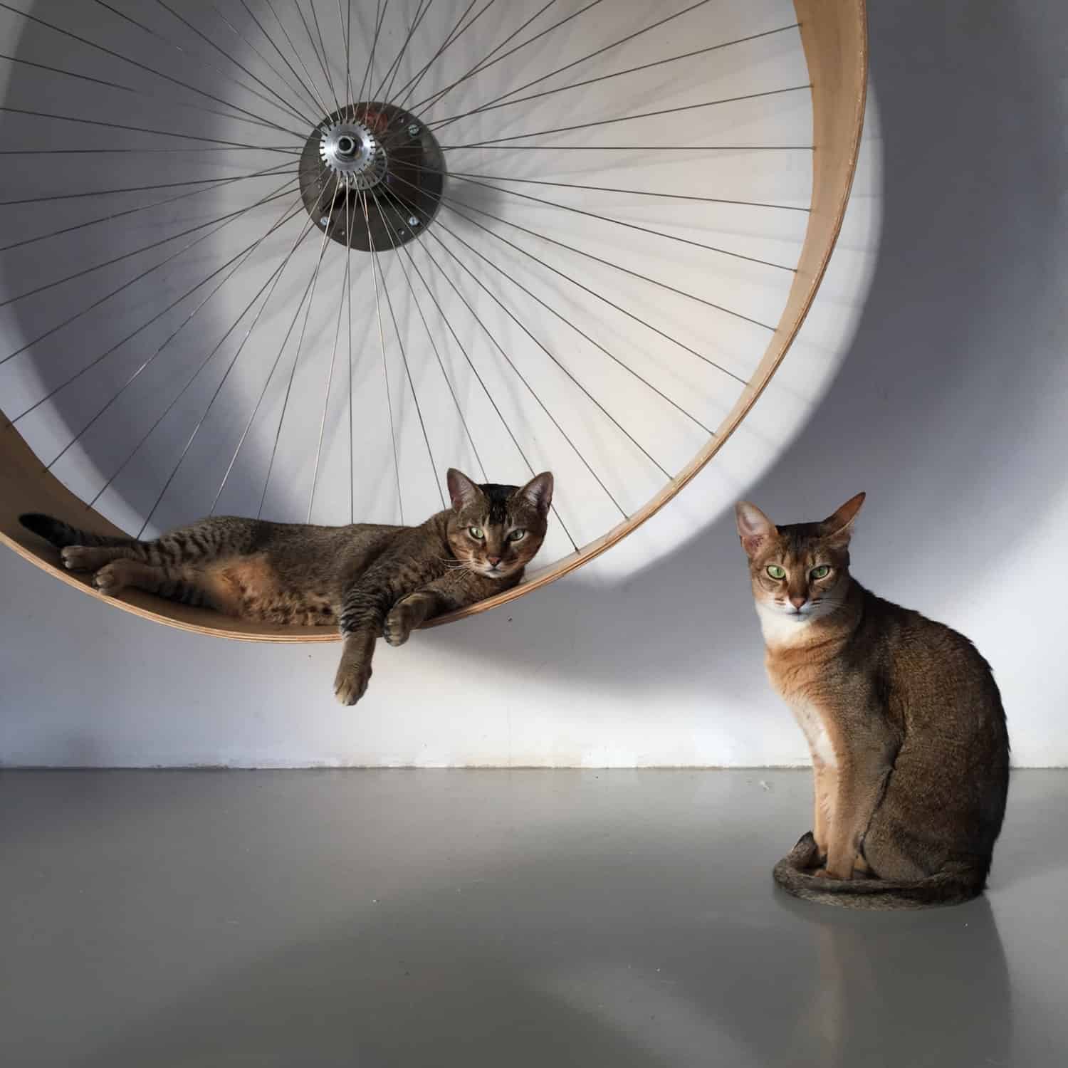 The cats wall wheel Pet Exerciser