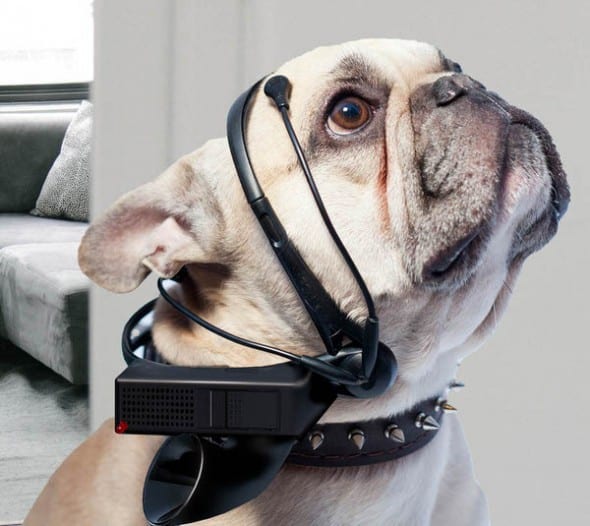NSIS No More Woof Crazy Invention Talking Dog NSIS No More Woof Crazy Invention Talking Dog