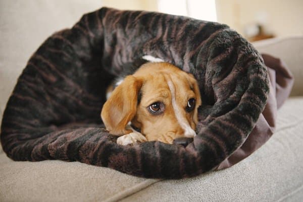 Pet Lifestyle and You Snuggle Pet Bed Cool Dog Furniture to Buy