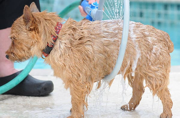 TeleBrands Woof Washer 360 How to Give Dog Bath